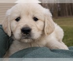 Small Photo #3 English Cream Golden Retriever Puppy For Sale in PROSPECT, PA, USA