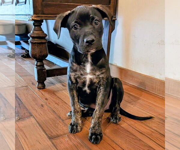 Medium Photo #1 Mutt Puppy For Sale in Vail, AZ, USA