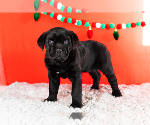 Medium Photo #2 Cane Corso Puppy For Sale in BOURBON, IN, USA