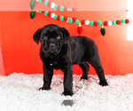 Small #1 Cane Corso
