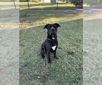 Small #1 Labrador Retriever Mix