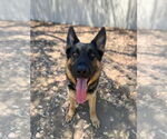 Small German Shepherd Dog