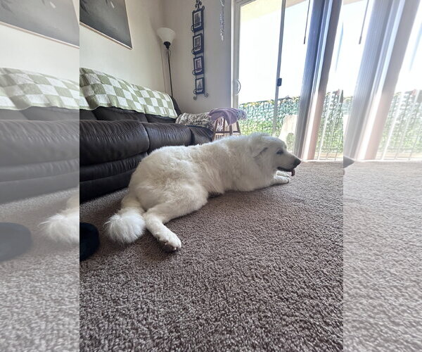 Medium Photo #4 Great Pyrenees Puppy For Sale in Bountiful, UT, USA
