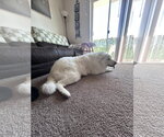 Small #3 Great Pyrenees