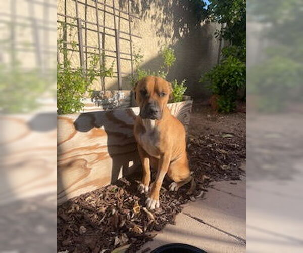 Medium Photo #8 Mutt Puppy For Sale in Chandler, AZ, USA