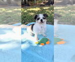 Small #1 Shih Tzu