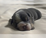 Small Photo #3 English Bulldog Puppy For Sale in MASSENA, NY, USA