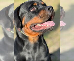Rottweiler Dogs for adoption in Miami, FL, USA