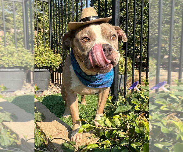 Medium Photo #7 American Pit Bull Terrier-Unknown Mix Puppy For Sale in Redlands, CA, USA