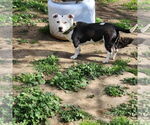 Small #2 American Pit Bull Terrier Mix
