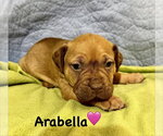 Small Staffordshire Bull Terrier Mix