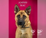 Small #1 German Shepherd Dog Mix