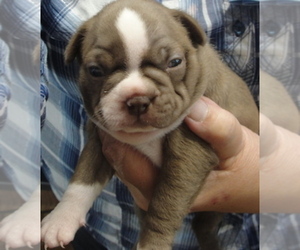 Boston Terrier Puppy for sale in WILSONVILLE, OR, USA