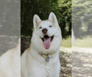 Siberian Husky Dogs for adoption in Carrollton, TX, USA