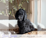Puppy 6 Goldendoodle mix (+ Poodle Standard)