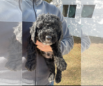 Small #1 Goldendoodle (Miniature)