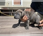 Puppy Blue collar Cane Corso