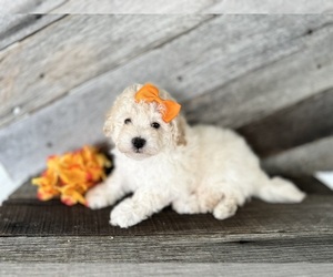 Bichpoo Puppy for sale in ELKTON, KY, USA