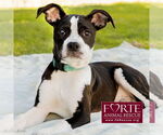 Small #6 American Staffordshire Terrier-Boston Terrier Mix