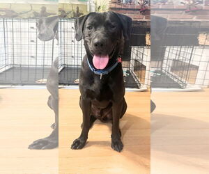 Labrador Retriever-Unknown Mix Dogs for adoption in San Diego, CA, USA