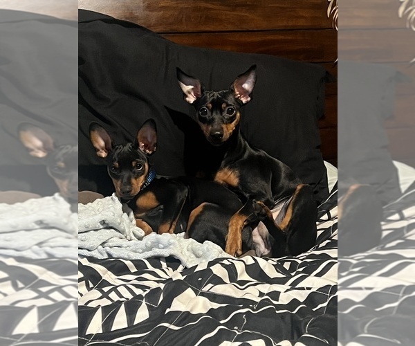 Medium Photo #1 Miniature Pinscher Puppy For Sale in HAWAIIAN GARDENS, CA, USA
