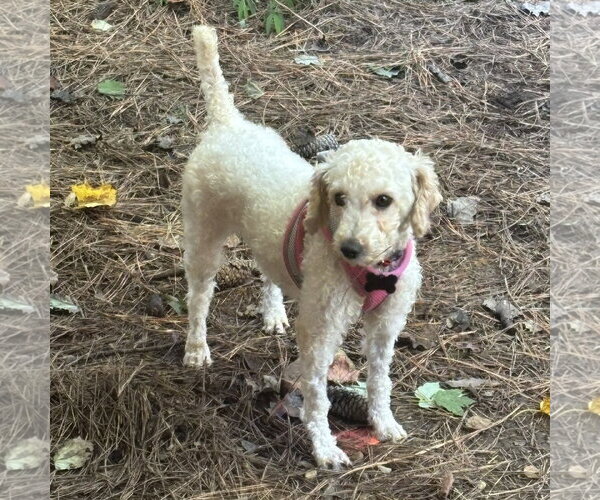 Medium Photo #2 Poodle (Miniature) Puppy For Sale in Spring Lake, NC, USA