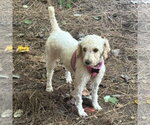 Small Photo #2 Poodle (Miniature) Puppy For Sale in Spring Lake, NC, USA