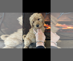 Small #4 Poodle (Standard)