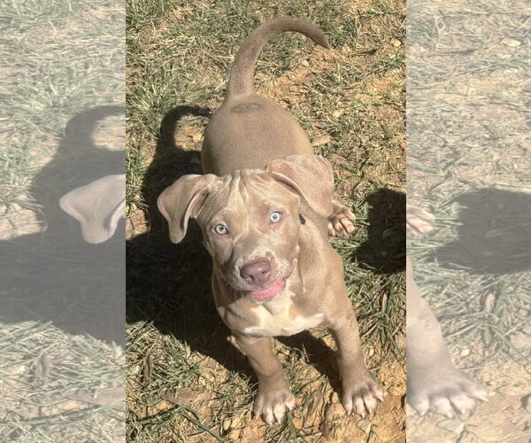 Medium Photo #1 Bulldog-Unknown Mix Puppy For Sale in Wetumpka, AL, USA