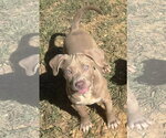 261515  Shelby - Female Bulldog-Unknown Mix Dog for Adoption - Small photo