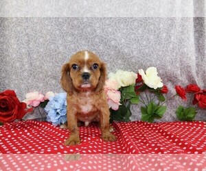 Cavalier King Charles Spaniel Puppy for sale in FREDERICKSBURG, OH, USA
