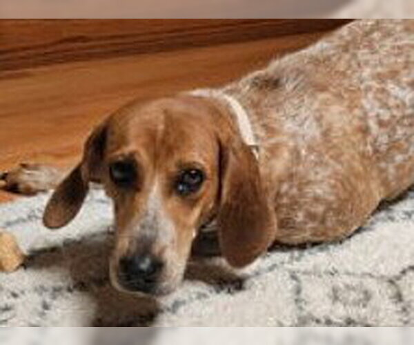 Medium Photo #1 Coonhound-Unknown Mix Puppy For Sale in Plainfield, IL, USA