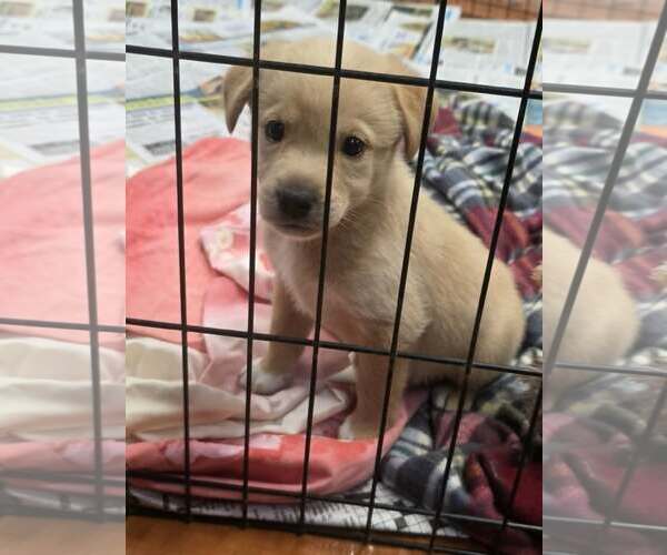 Medium Photo #1 Golden Retriever-Unknown Mix Puppy For Sale in SHERBURNE, NY, USA
