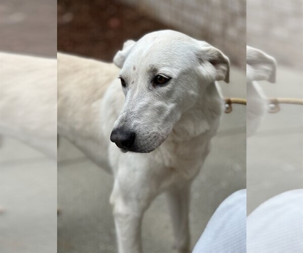 Medium Photo #3 Great Pyrenees-Unknown Mix Puppy For Sale in Thomasville, NC, USA