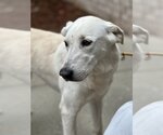 Small #2 Great Pyrenees Mix