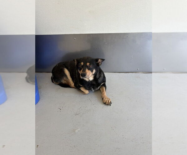 Medium Photo #8 Australian Kelpie-Chihuahua Mix Puppy For Sale in Studio City, CA, USA