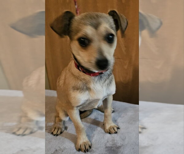 Medium Photo #2 Chihuahua-Unknown Mix Puppy For Sale in Olalla, WA, USA