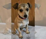 Small #1 Chihuahua Mix