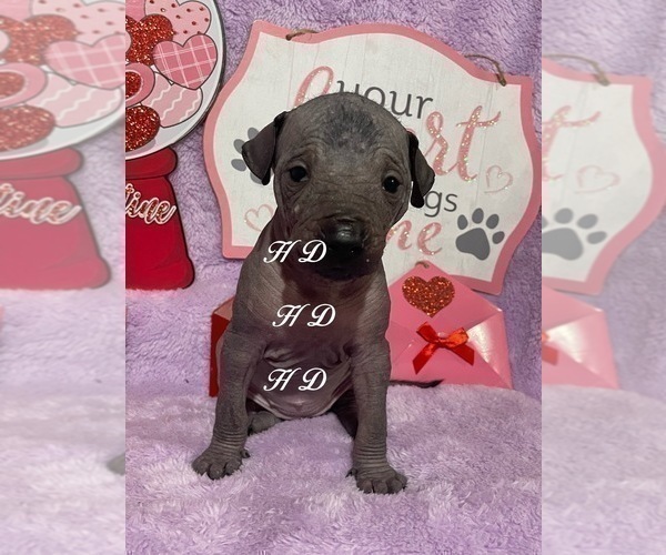 Medium Photo #5 Xoloitzcuintli (Mexican Hairless) Puppy For Sale in BRIDGEVILLE, CA, USA