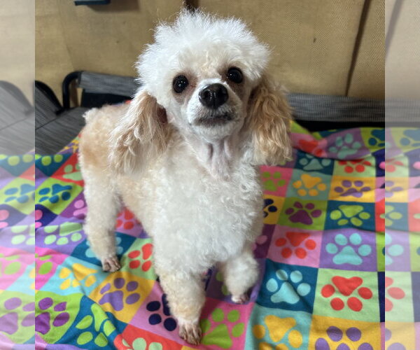 Medium Photo #7 Poodle (Toy) Puppy For Sale in Pacolet, SC, USA