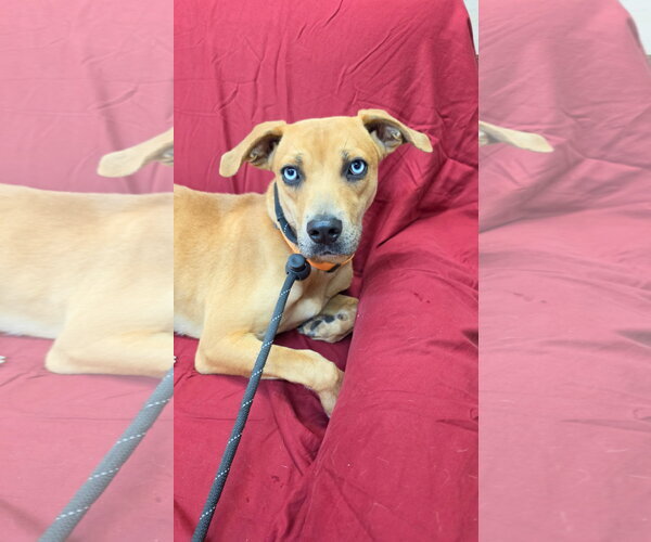 Medium Photo #4 Mountain Cur-Unknown Mix Puppy For Sale in Rockaway, NJ, USA