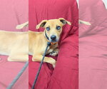 Small #3 Mountain Cur Mix