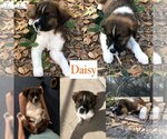 Small Photo #1 Australian Shepherd-Great Pyrenees Mix Puppy For Sale in Valrico, FL, USA