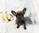 Small Photo #13 French Bulldog Puppy For Sale in ADRIAN, MI, USA