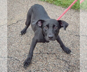 Brynn - Female Border Collie-Unknown Mix Dog for Adoption - Photo #3