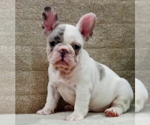 French Bulldog Puppy for sale in TAMPA, FL, USA