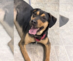 Labrador Retriever-Unknown Mix Dogs for adoption in Rustburg, VA, USA