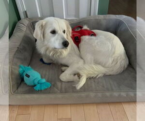 Great Pyrenees-Unknown Mix Dogs for adoption in Croydon, NH, USA