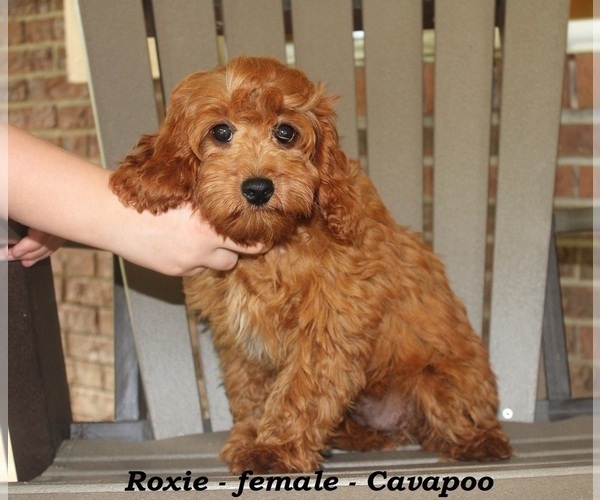Medium Photo #5 Cavapoo Puppy For Sale in CLARKRANGE, TN, USA