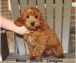 Small #4 Cavapoo